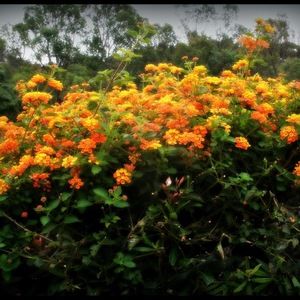 Meet your Posher, Cher-ami